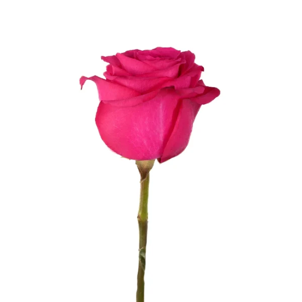 Fresh Cut - Hot Pink Rose Single 50CM 1UN