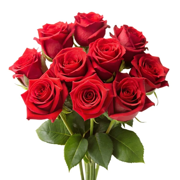 Fresh Cut - Red Roses Bouquet 40CM 12UN