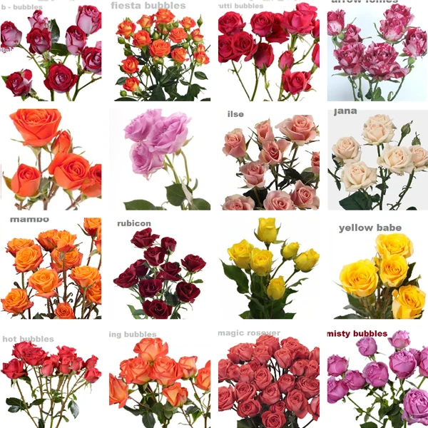 Spray Roses Premium 10EA