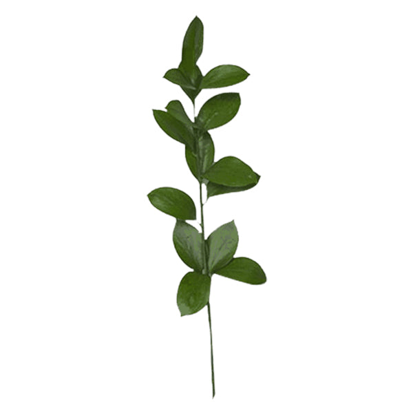 Farm To Canada - Ruscus Israeli 10PC