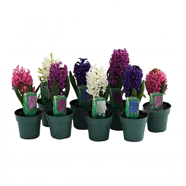 Potted Hyacinths Assorted 4IN