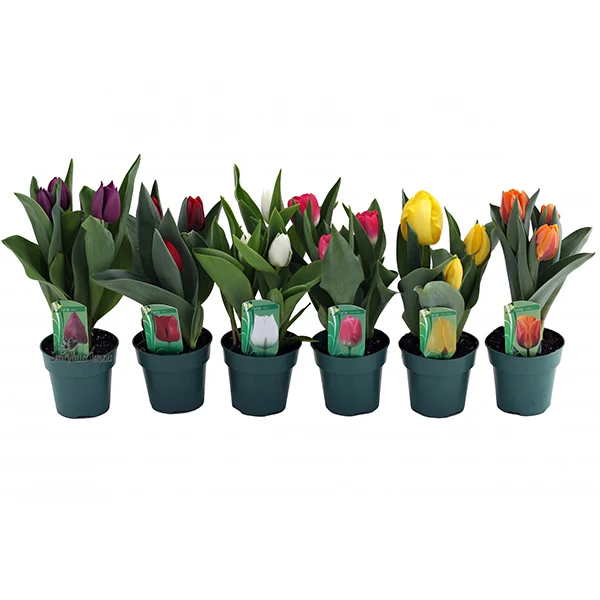 Spring Valley Garden - Potted Tulip Assorted 4IN