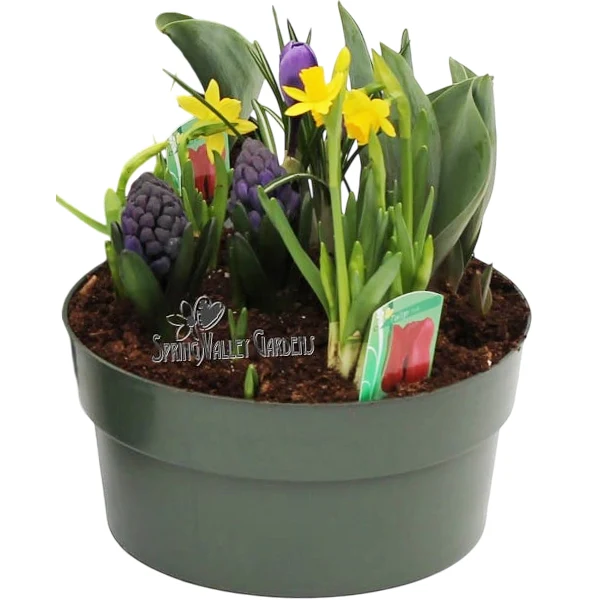 Spring Valley Garden - Bulb Pan Assorted 10IN