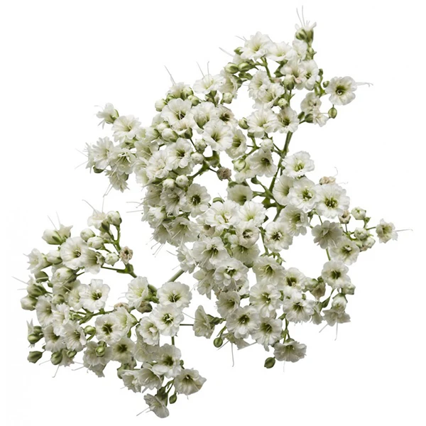 Farm To Canada - Gyp Excellence Baby'S Breath 6-8PC