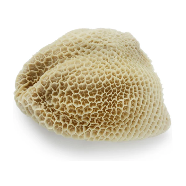 Fresh Meat - Beef Honeycomb Tripe Per KG