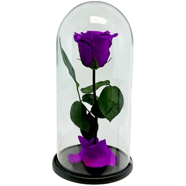 EVA Glass Dome Single Stem Rose Assorted 1UN