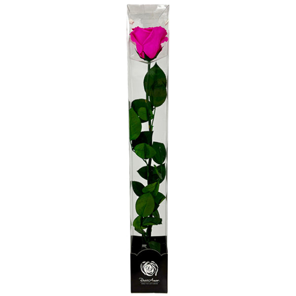 Single Stem Assorted Preserved Rose IN Flower Display 50CM