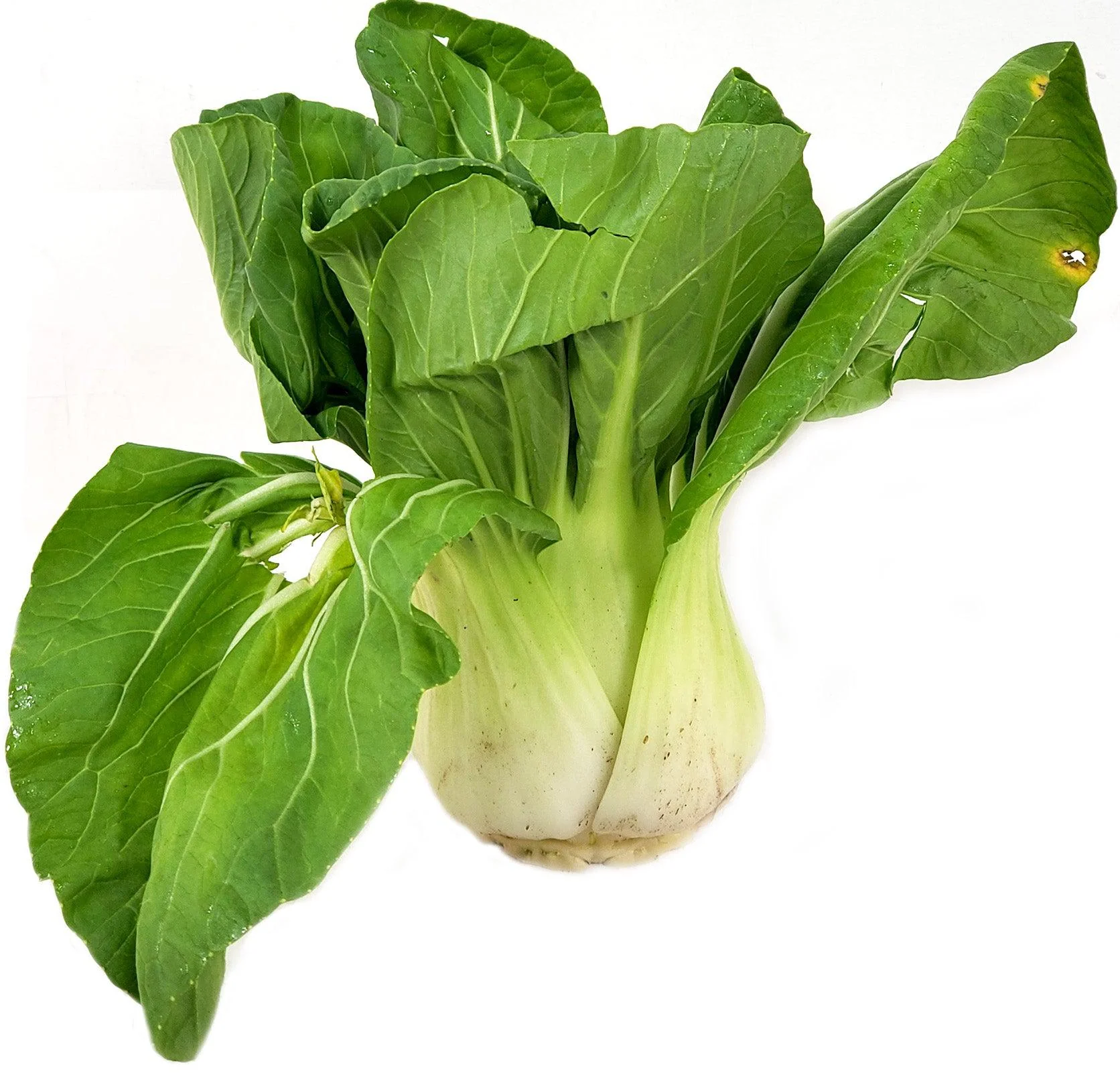 Fresh - Bokchoy - Shanghai — Each (30 LB)