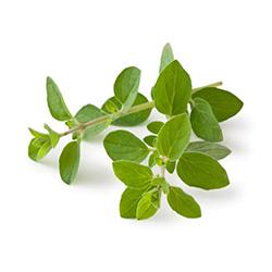 Vegetables - Oregano Repack 3 EA