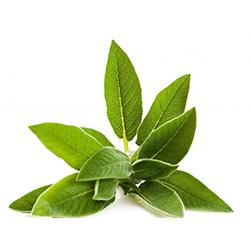 Vegetables - Sage Repack 3 EA
