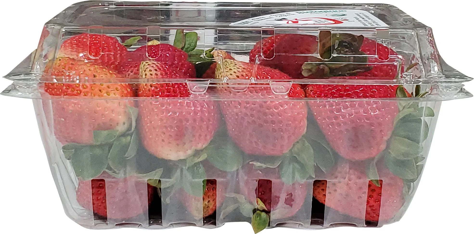 Fresh - Strawberry — Each (8 CT)