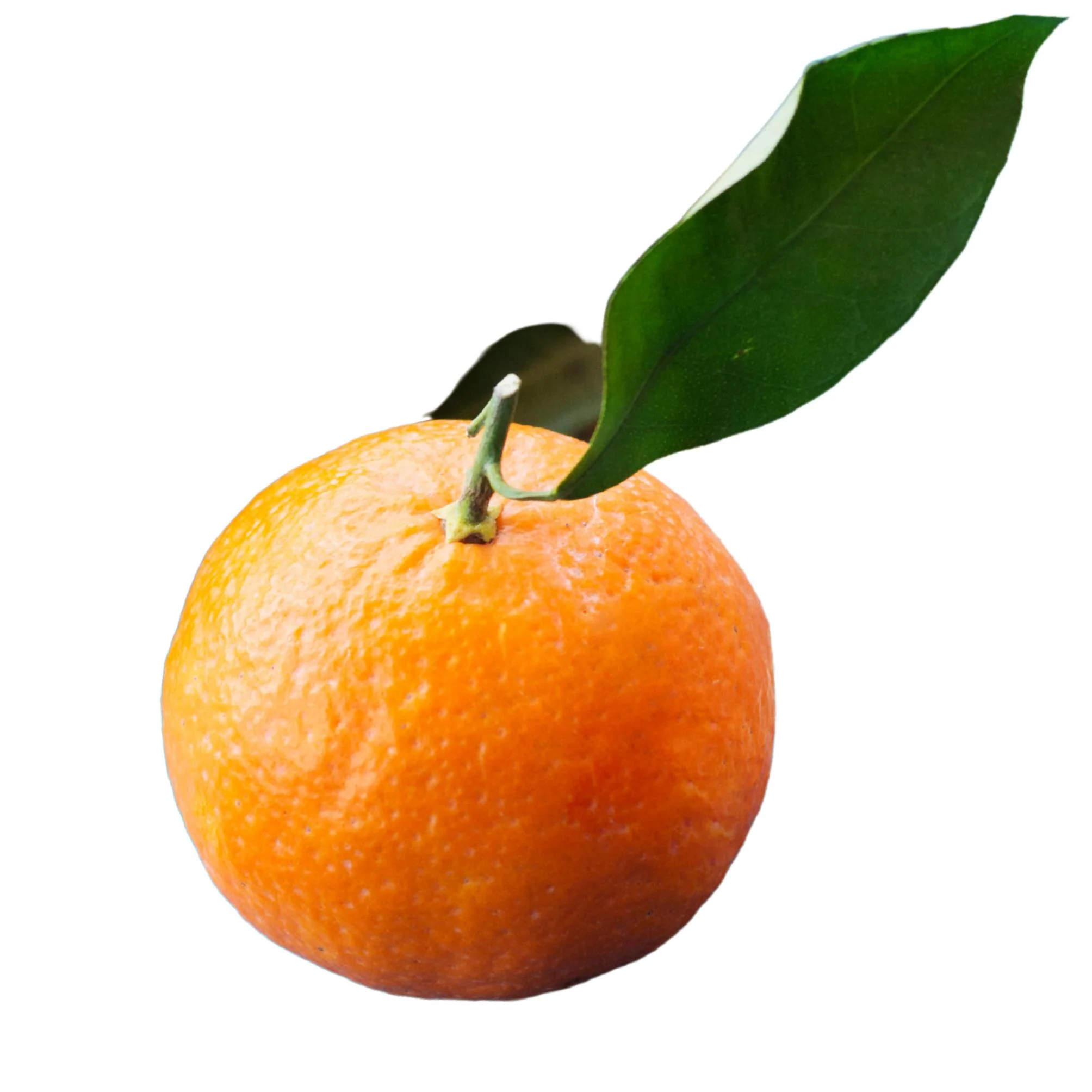 Fresh - Orange - Naval (Size 113) — Case (110 CT)