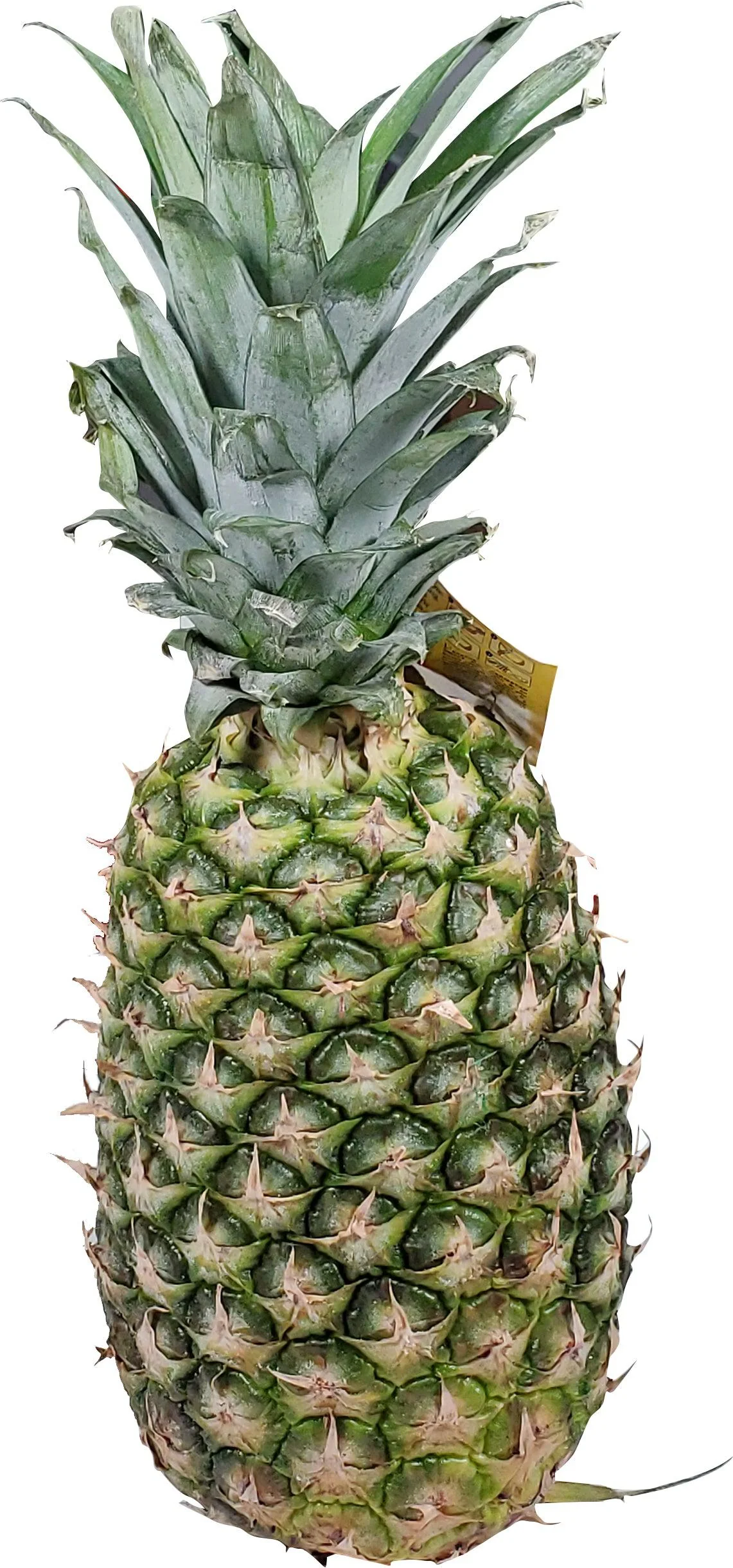 Fresh - Pineapple — Case (5 CT)