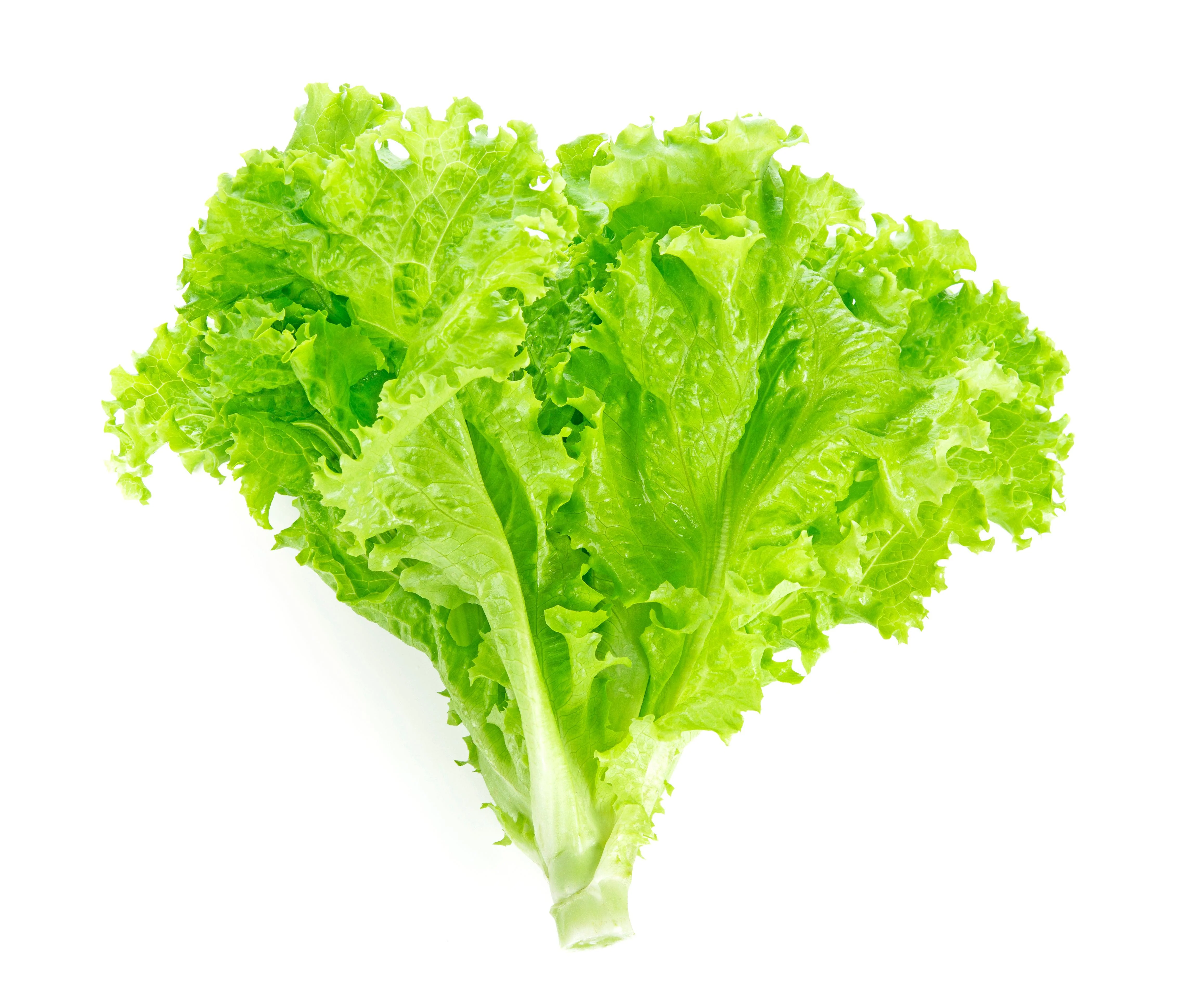 Fresh - Lettuce - Green Leaf — Case (30 CT)