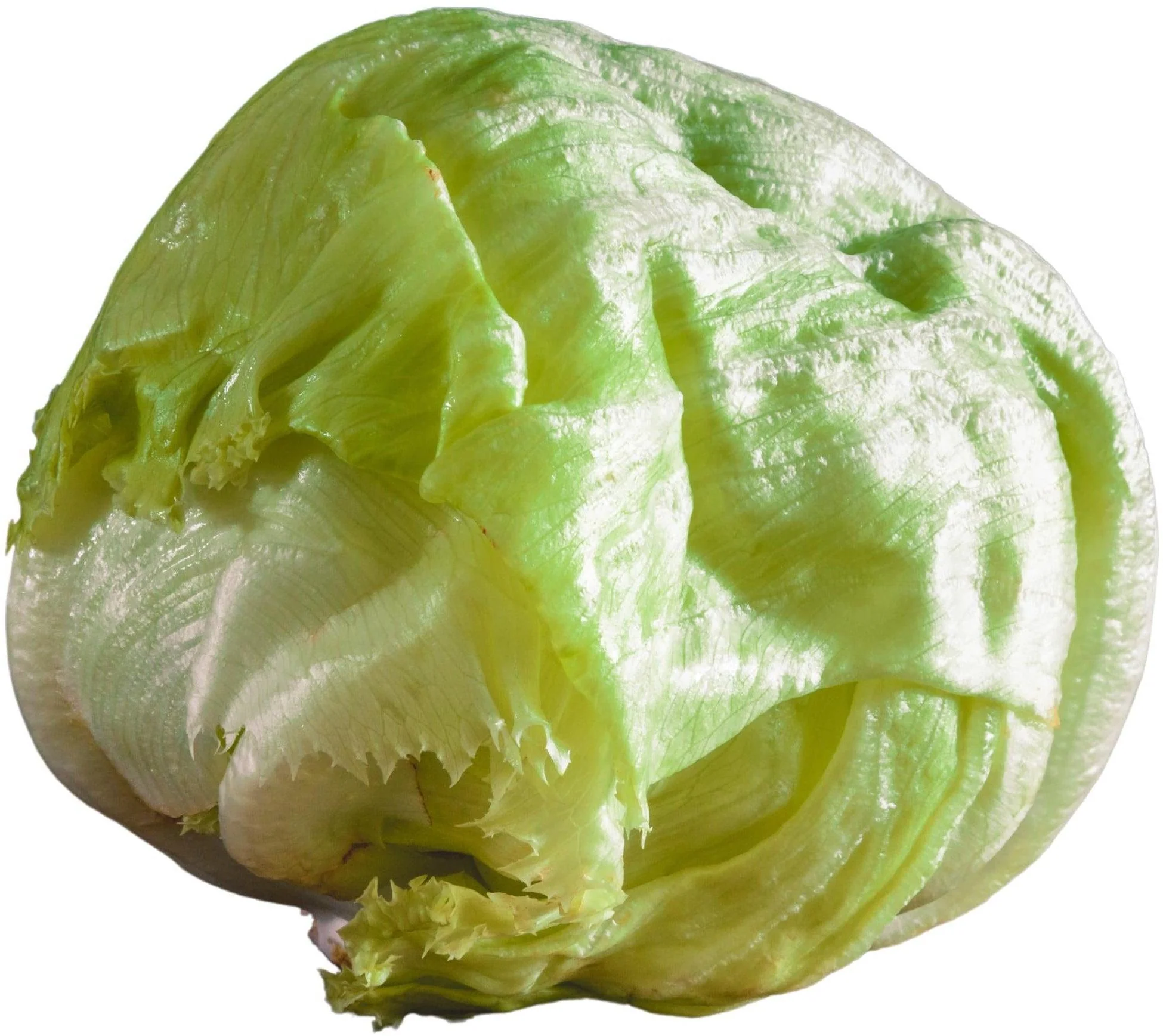 Fresh - Lettuce - Iceberg (Head) — Case (10 CT)