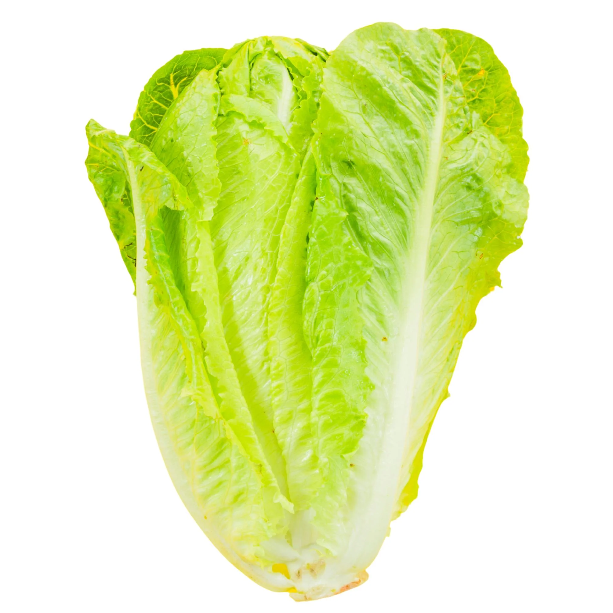 Tanimura And Antle Romaine Hearts — Case (7 x 6 CT)