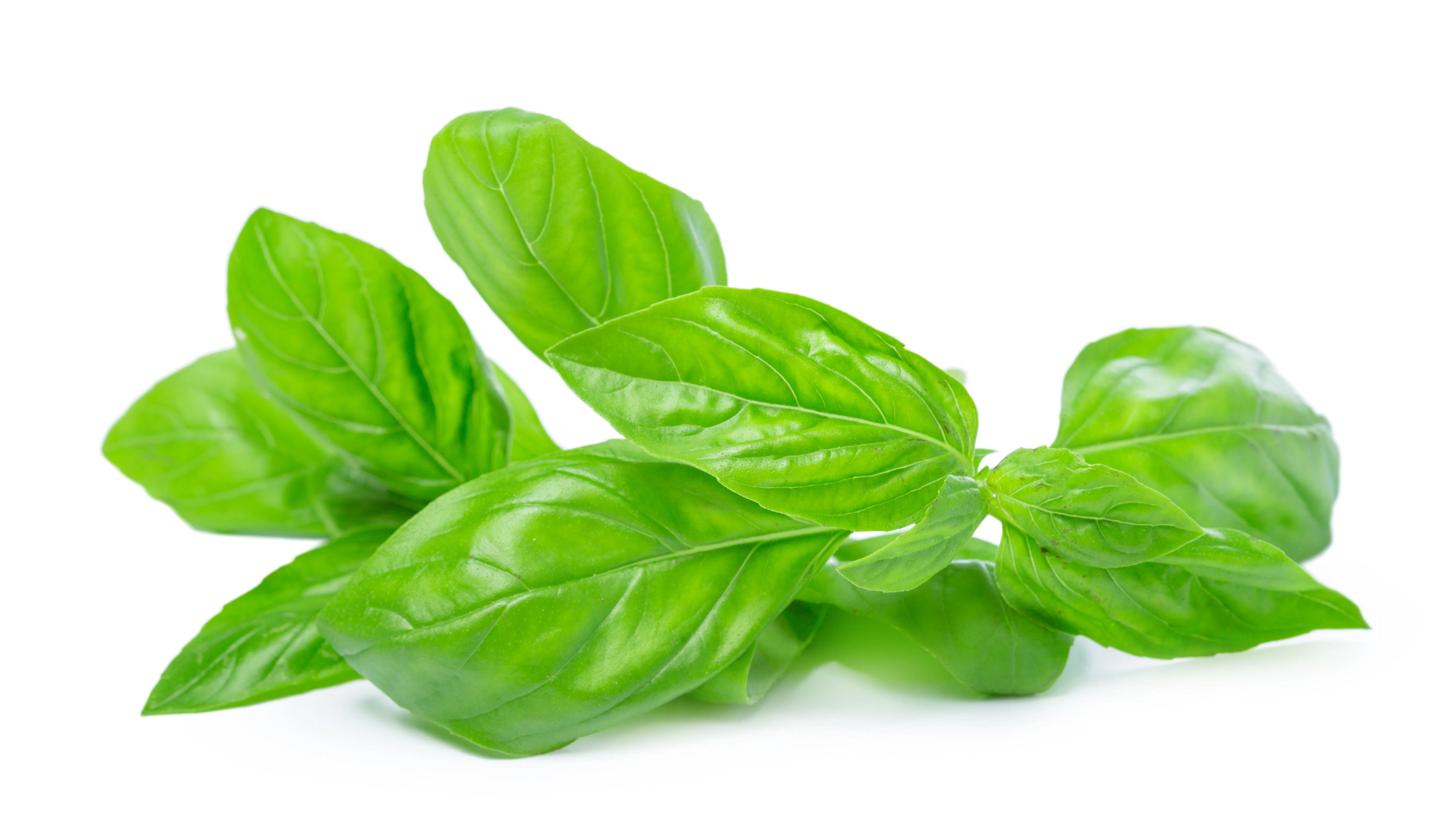 Basil Leaves — Case (12 CT)