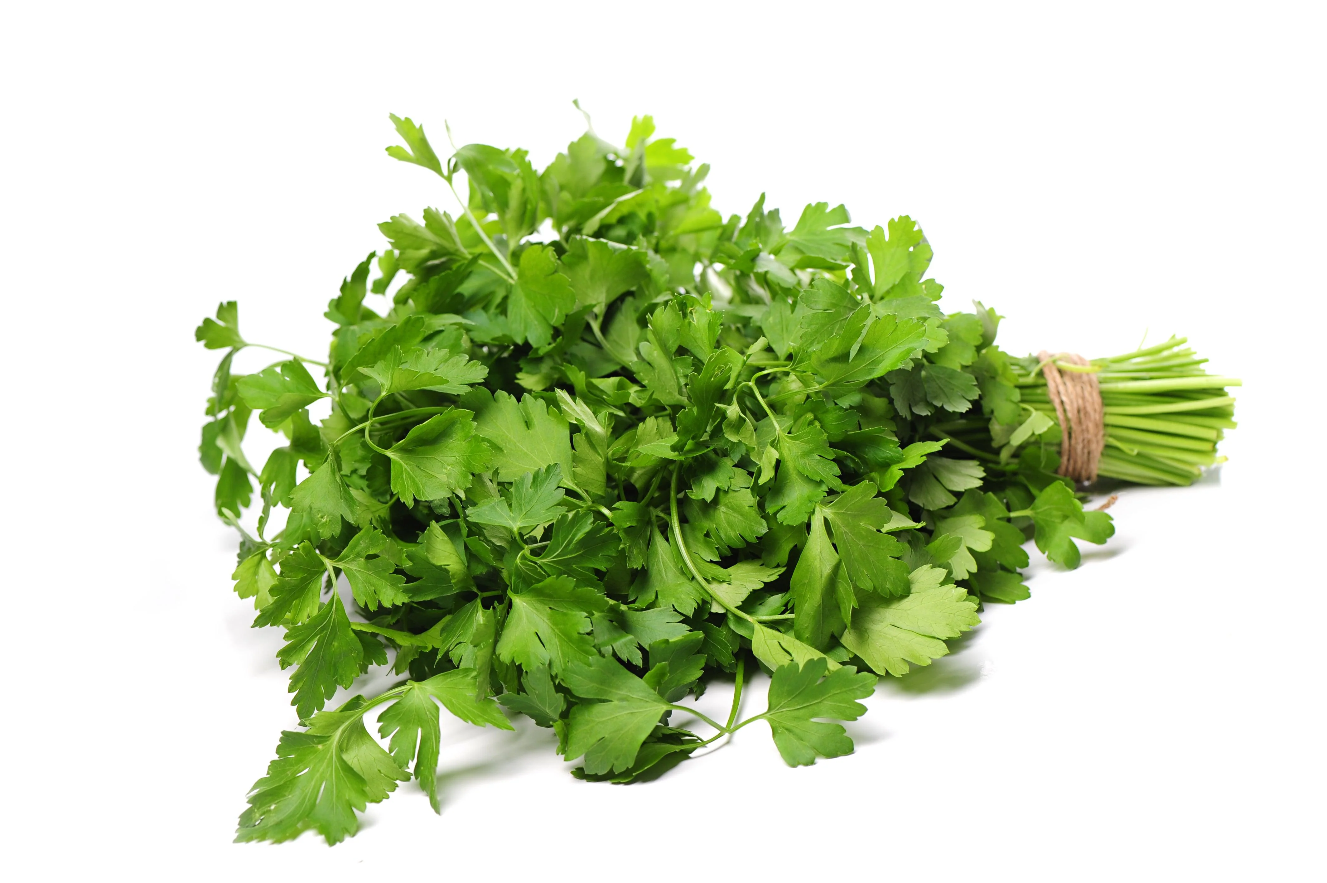 Fresh - Coriander/Cilantro — Case (3 CT)