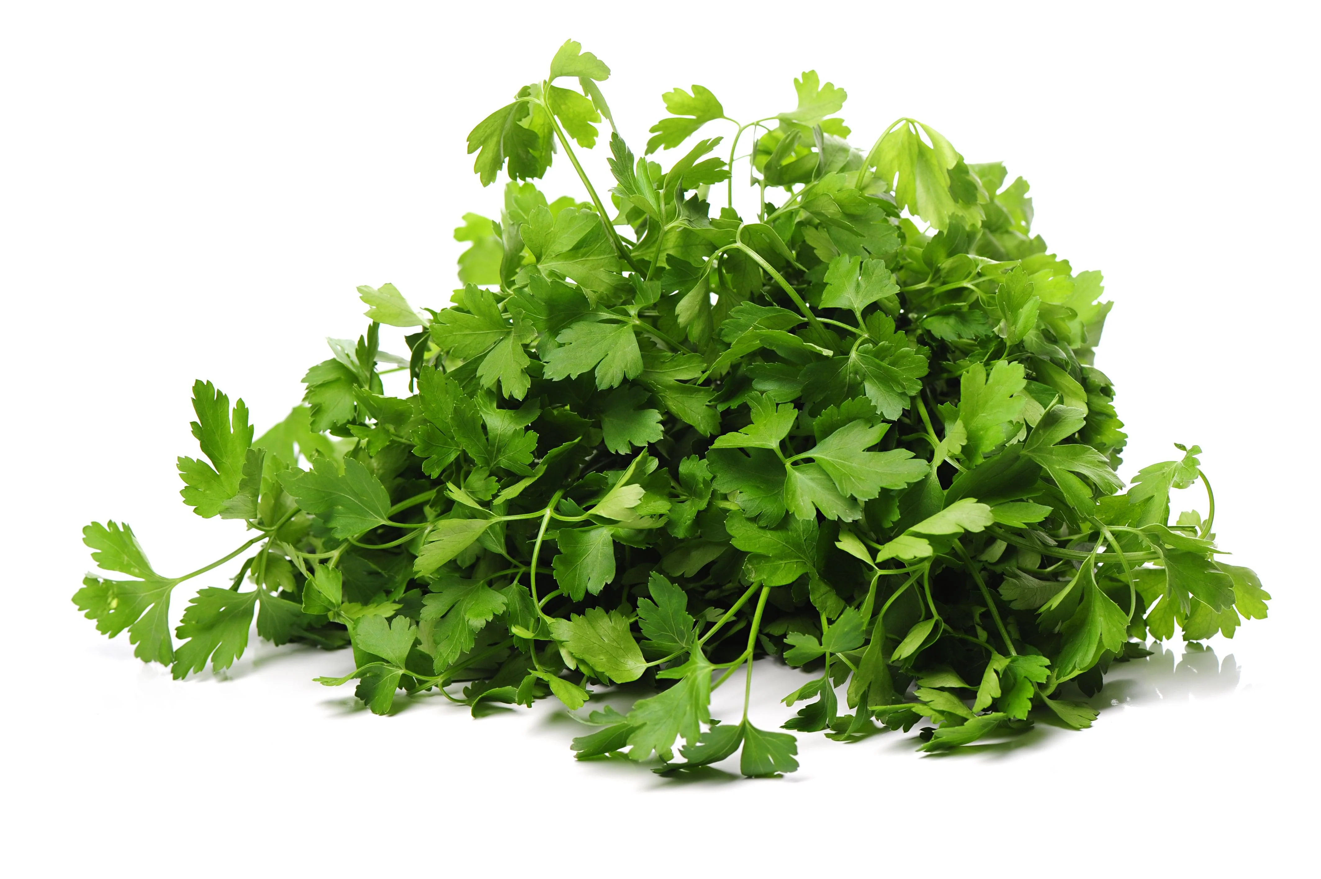 Fresh - Parsley - Italian — Case (24 CT)