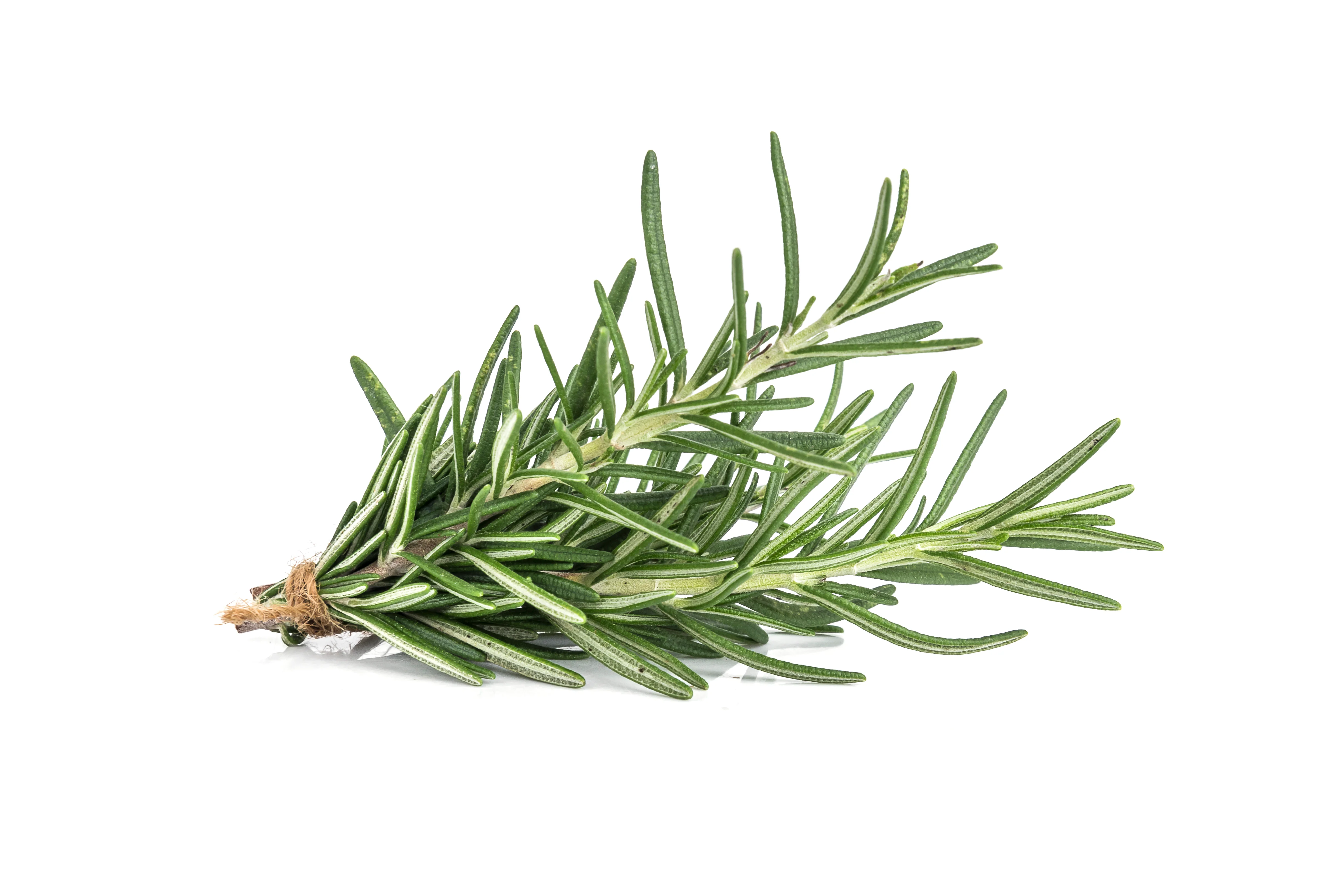 Fresh - Rosemary — Case (12 CT)