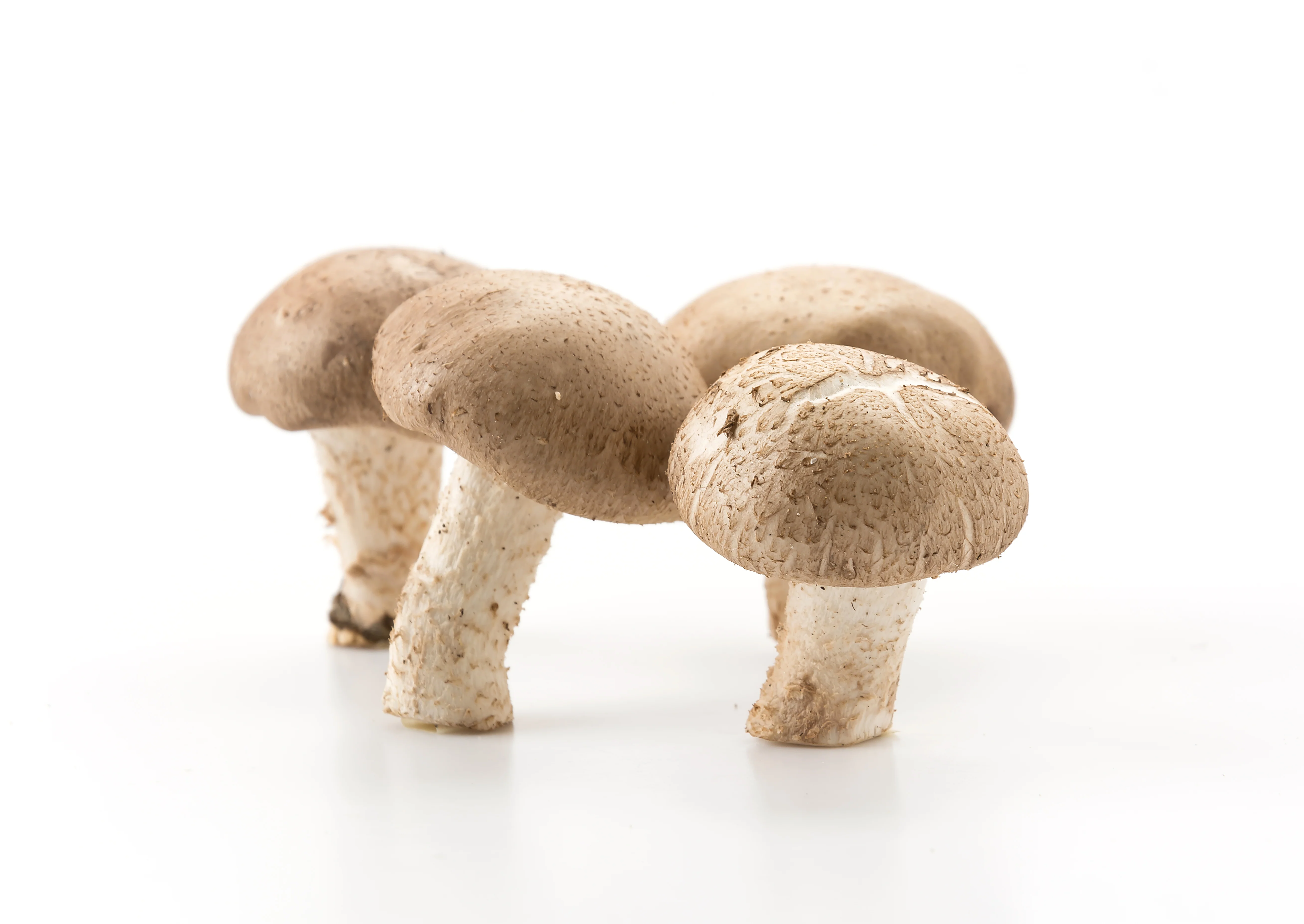 Fresh Whole Mushrooms
