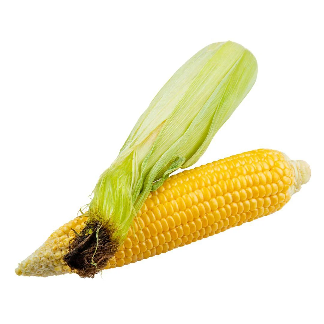 Fresh - Corn — Case (40 CT)