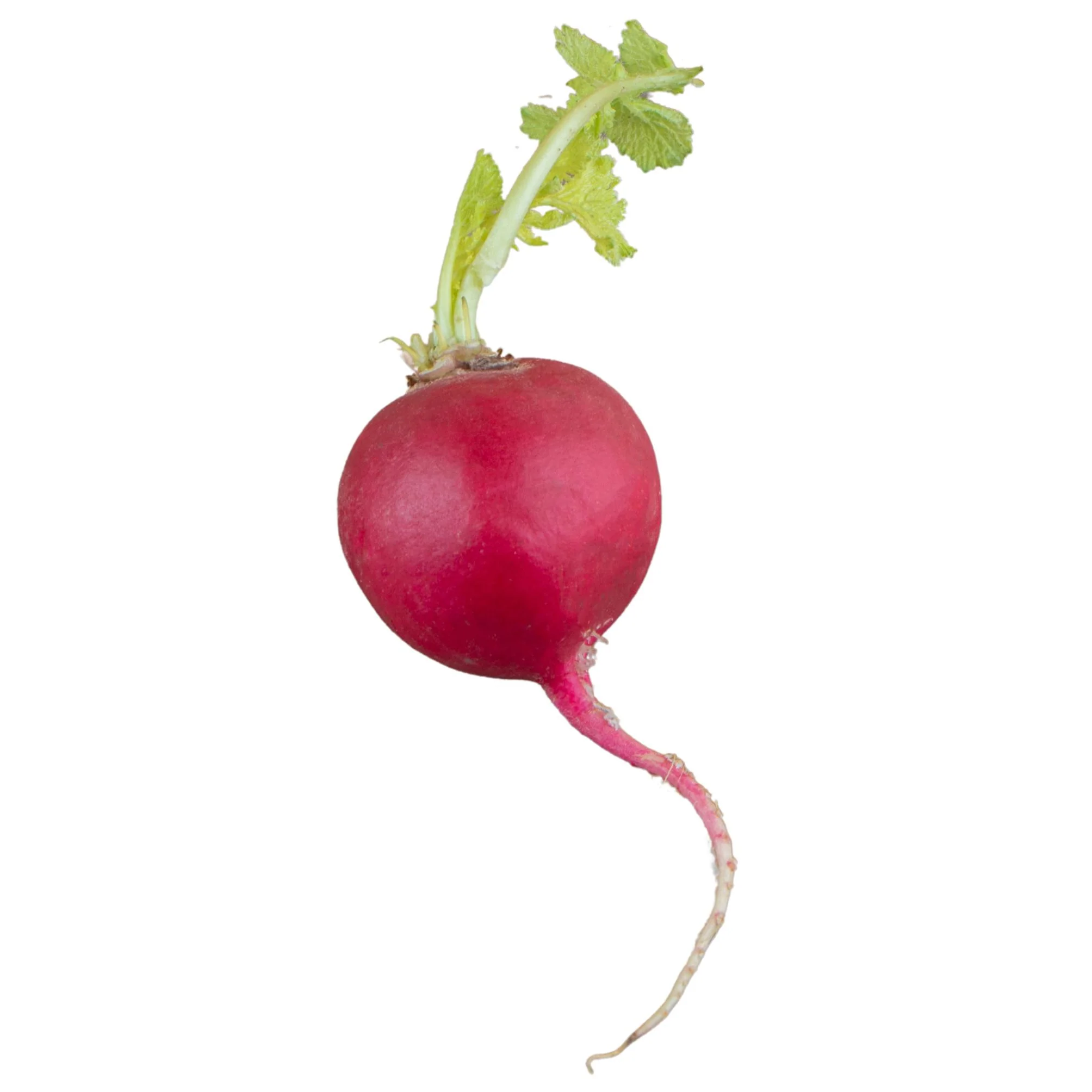 Fresh - Radish - Red — Case (20 CT)