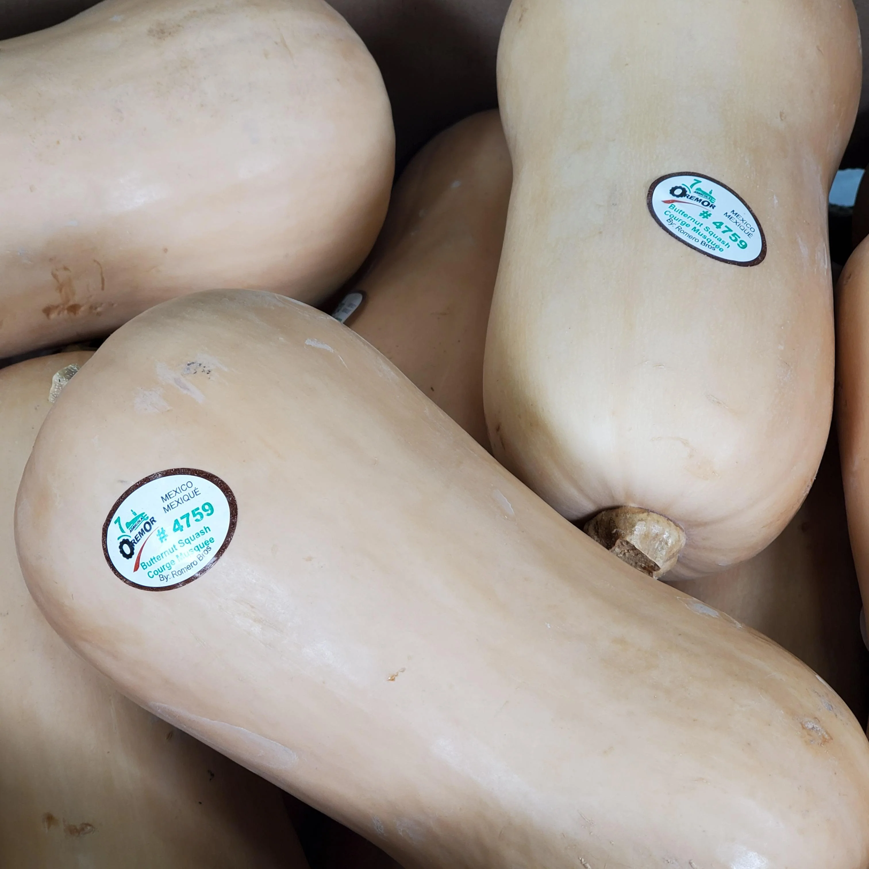 Fresh - Squash - Butternut — Case (15 CT)