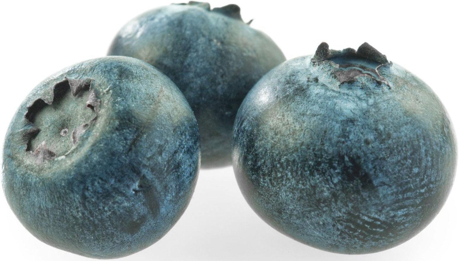 Fresh - Blueberry — Case (12 x 170 G)
