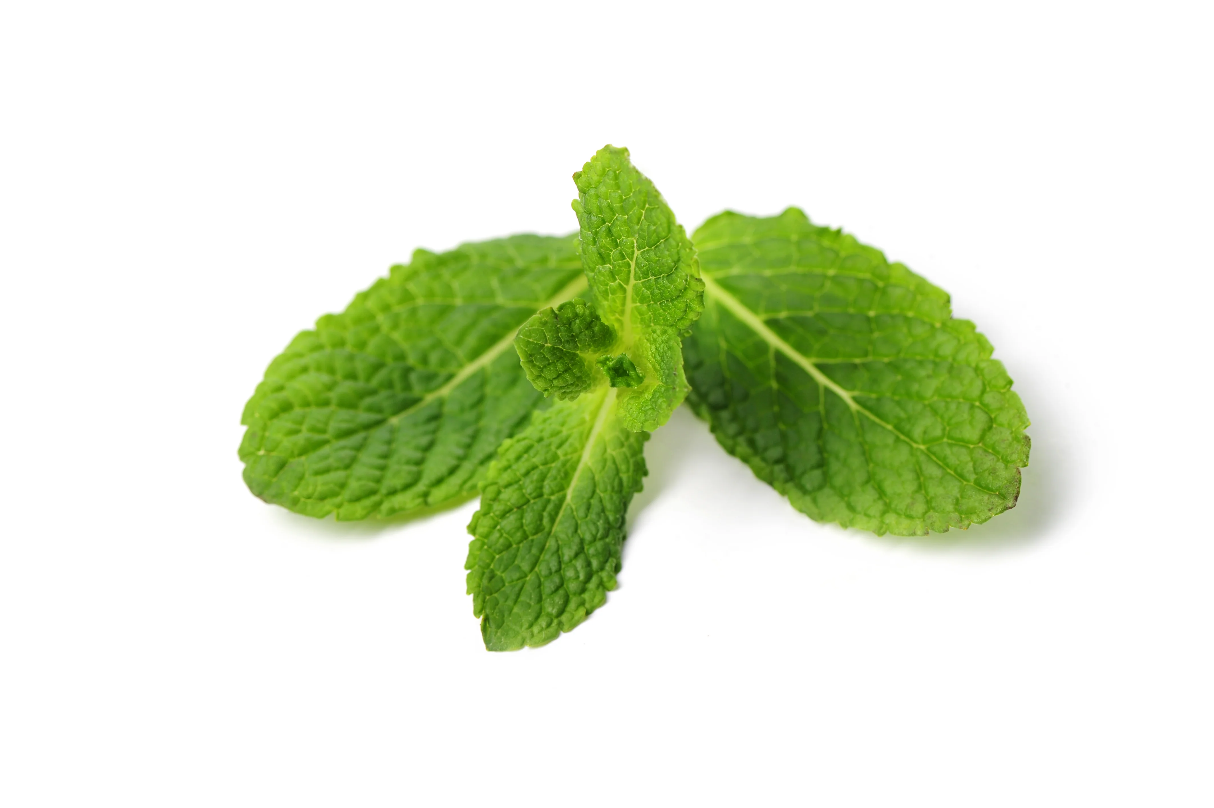 Fresh Mint Leaves — Case (3 CT)